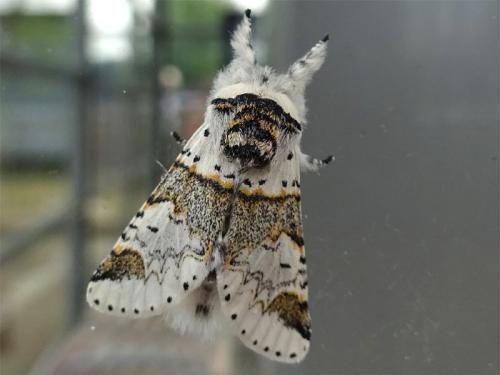 Furcula furcula